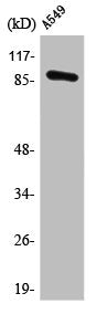 PML Antibody
