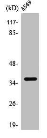 PPP2CA Antibody