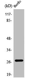 ANP32C Antibody