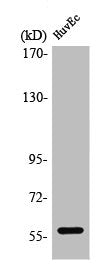 PPARG Antibody
