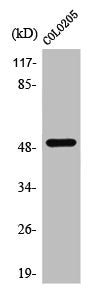 PPP4R1L Antibody