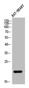 PRAF2 Antibody