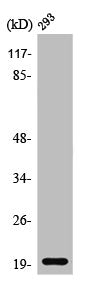BTC Antibody