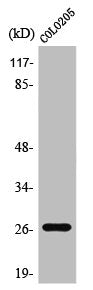 PRSS33 Antibody