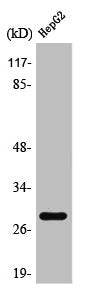 PSCA Antibody