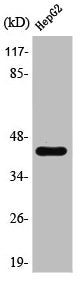 PSMC6 Antibody