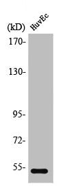 PTEN Antibody