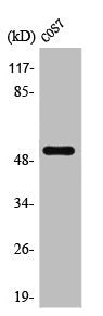PTEN Antibody