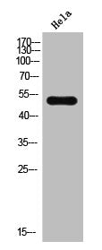 PTEN Antibody