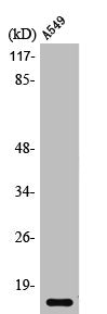 PTH Antibody
