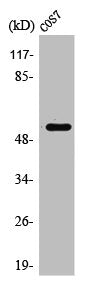 PTPN1 Antibody