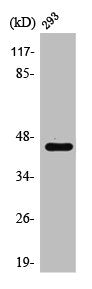 PTX3 Antibody