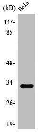 RRAD Antibody