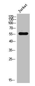 RAD18 Antibody