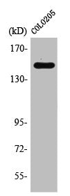 RAD50 Antibody
