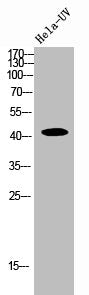 RAD51 Antibody