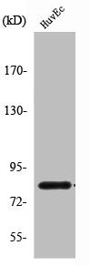 RDX Antibody