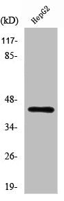 RRAGC Antibody