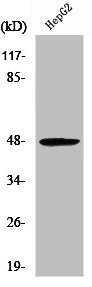 MOK Antibody