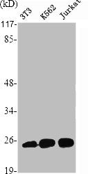 RAN Antibody