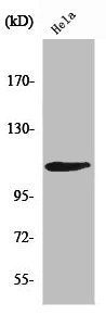 RB1 Antibody