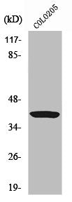 APEX1 Antibody