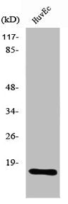 RPL26L1 Antibody