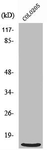 RPL39 Antibody