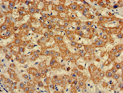 C5 Antibody