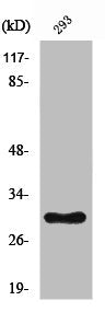 RPL7 Antibody
