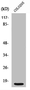 RPS12 Antibody
