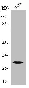 RPS4X Antibody