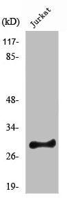 RIMS4 Antibody