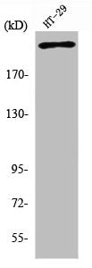 POLR2A Antibody