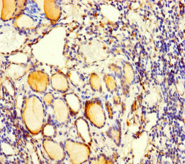 C5orf51 Antibody