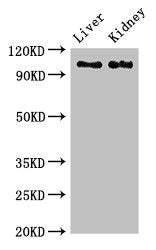 C6 Antibody