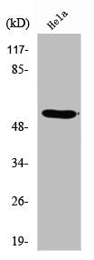 RUNX2 Antibody
