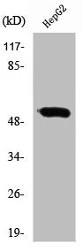 RXRG Antibody
