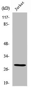 SCAND1 Antibody