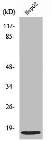 CXCL12 Antibody