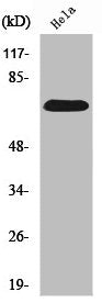 SDHA Antibody