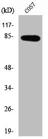 SEMA4A Antibody