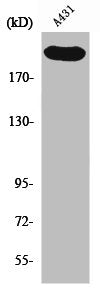 ESPL1 Antibody