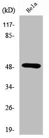 SEPT8 Antibody
