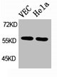 SGK1 Antibody
