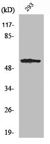 SGK1 Antibody