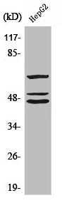 SHC1 Antibody