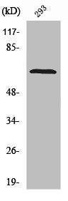 PTPN11 Antibody