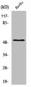 SMAD3 Antibody