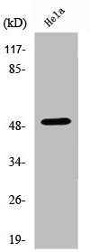 HDAC3 Antibody